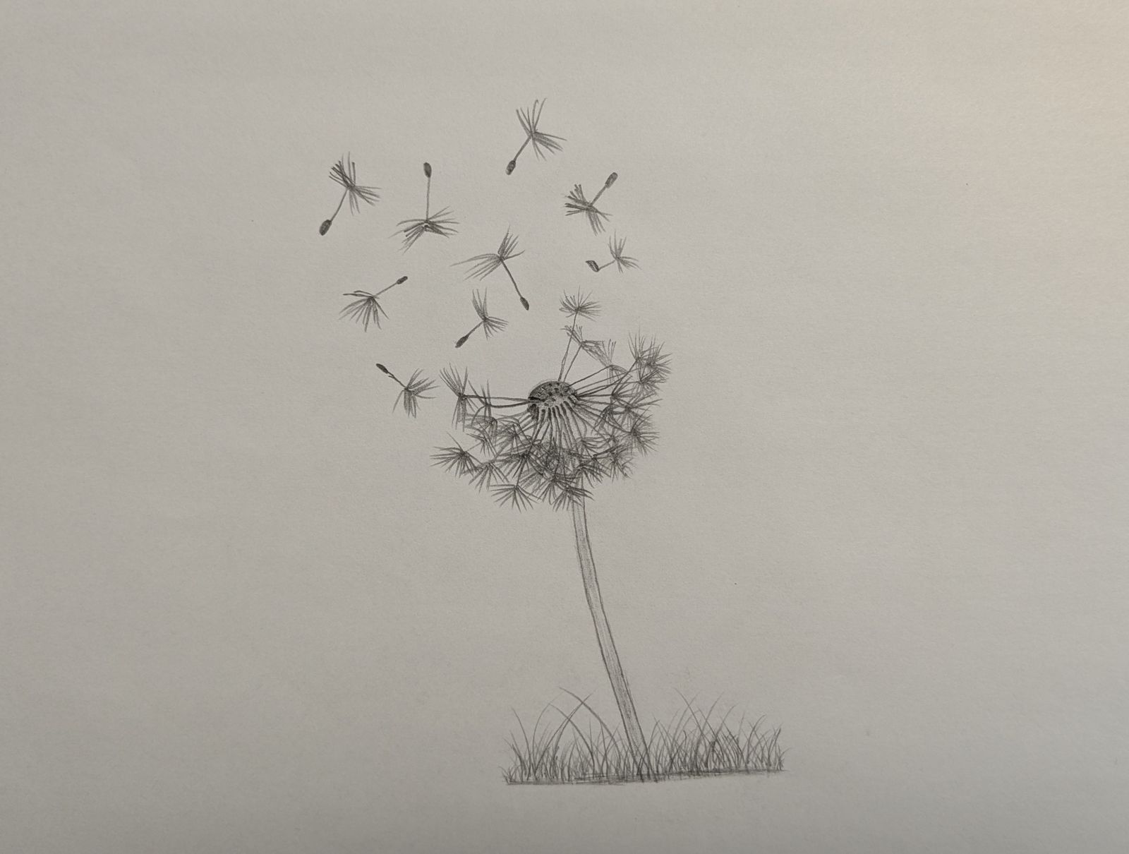 Pencil sketch of Dandellion