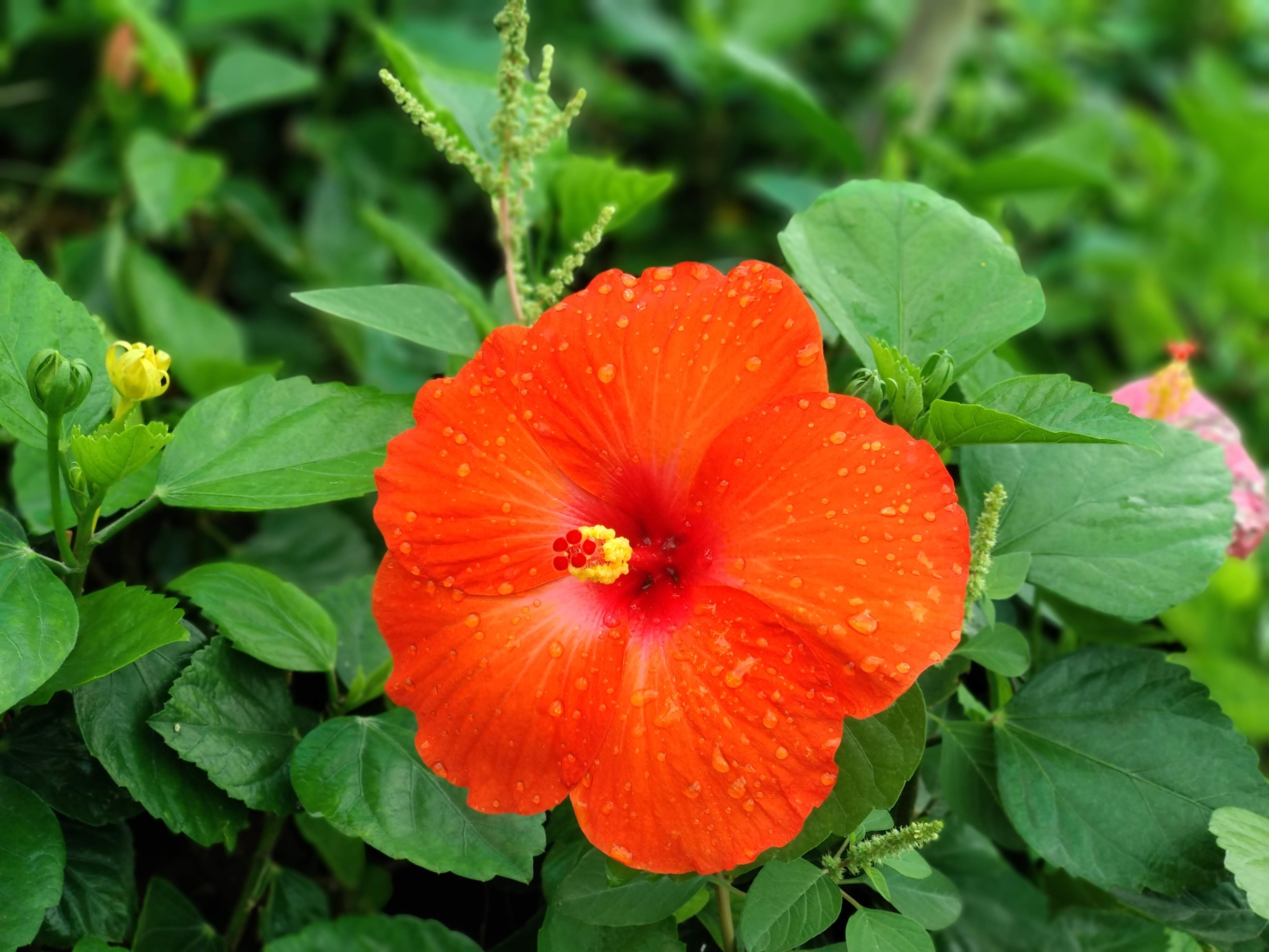 capturing of Hibiscus flower through my lens