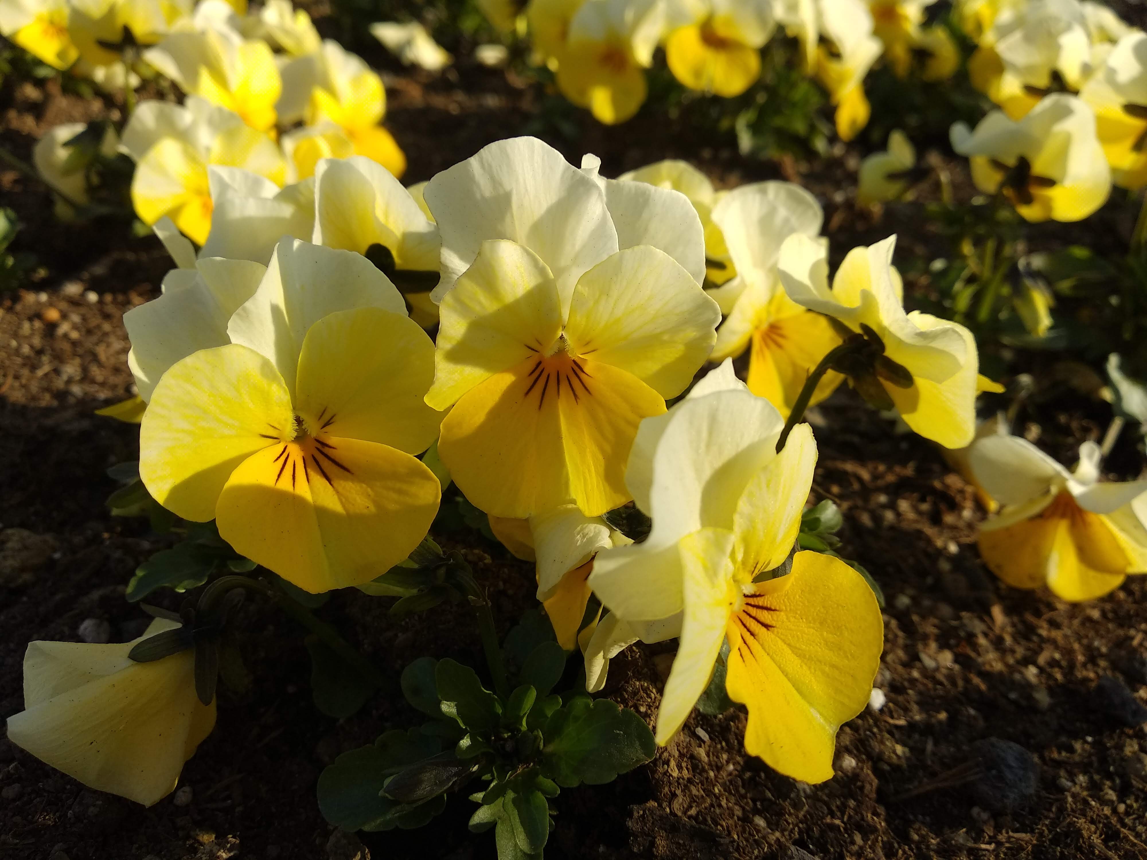 capturing of yellow colored flowers through my lens