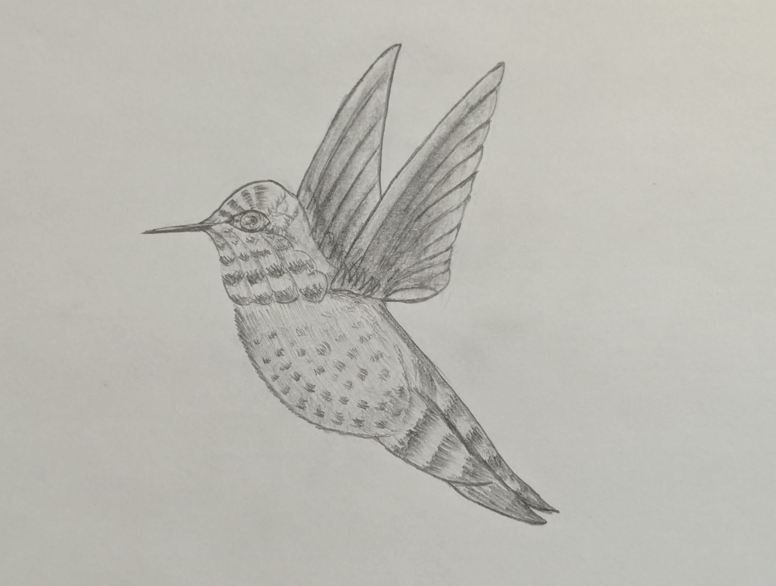 Pencil sketch of Humming bird